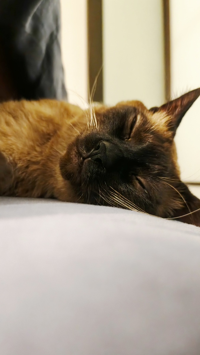 Фото для привлечения внимания. Кот Барсик.