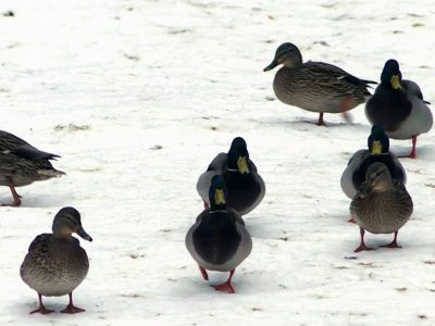    Фото: ГТРК Карелия