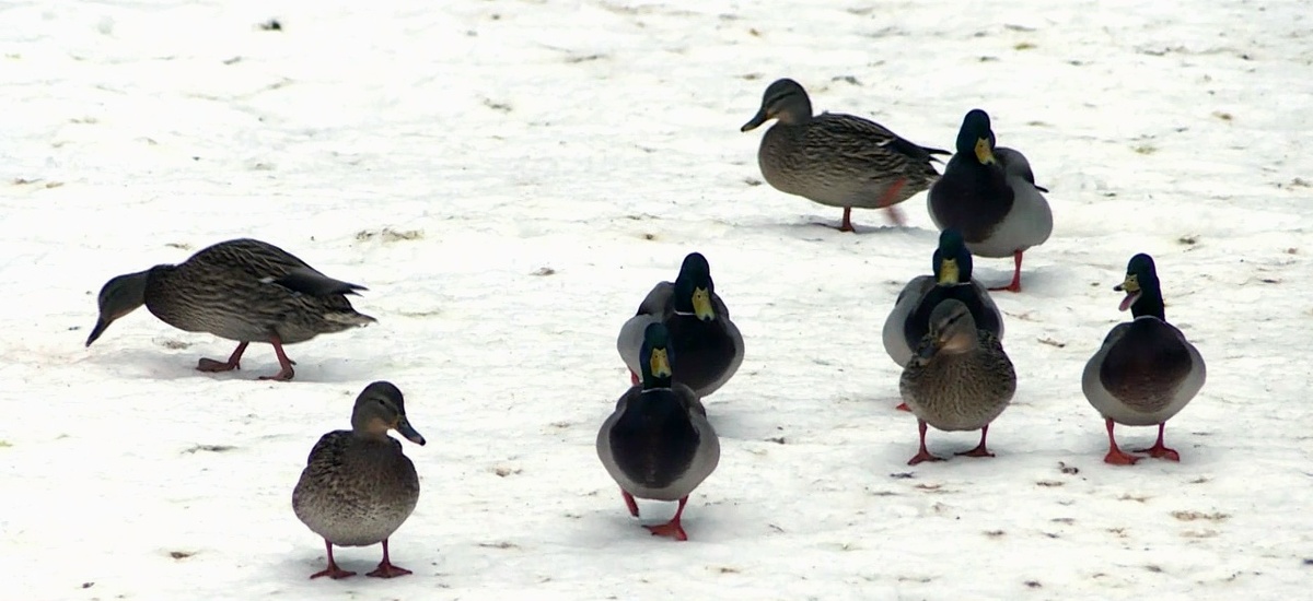    Фото: ГТРК Карелия