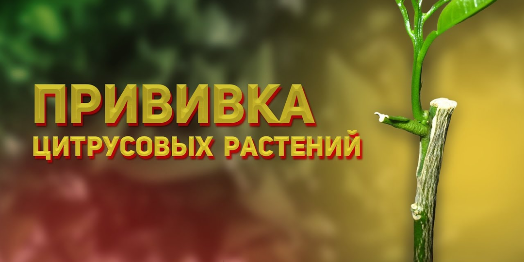 Прививка цитрусовых в домашних условиях: простой разбор без лишней теории 🍋🌿