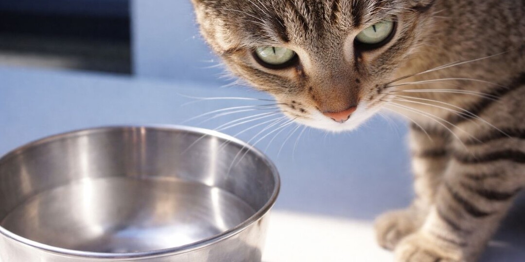 «Не пьёт третий день»: что значит, если кошка на сыром мясе игнорирует воду