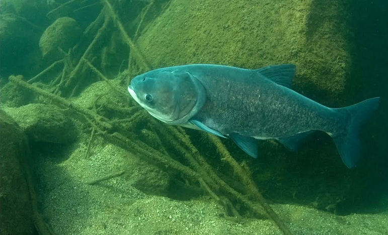 Толстолобик