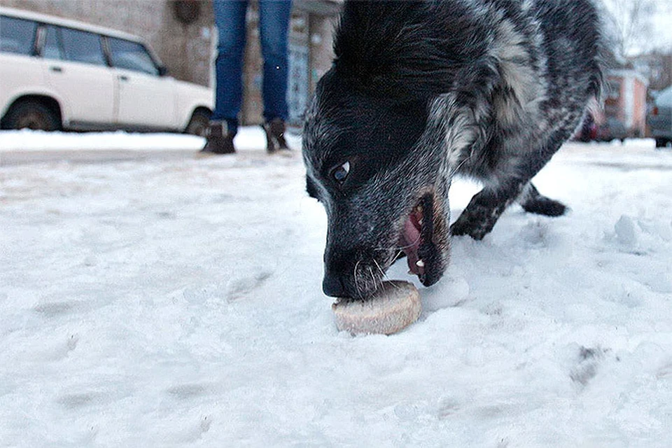Во дворе на Брестской обнаружены смертельно опасные приманки для собак