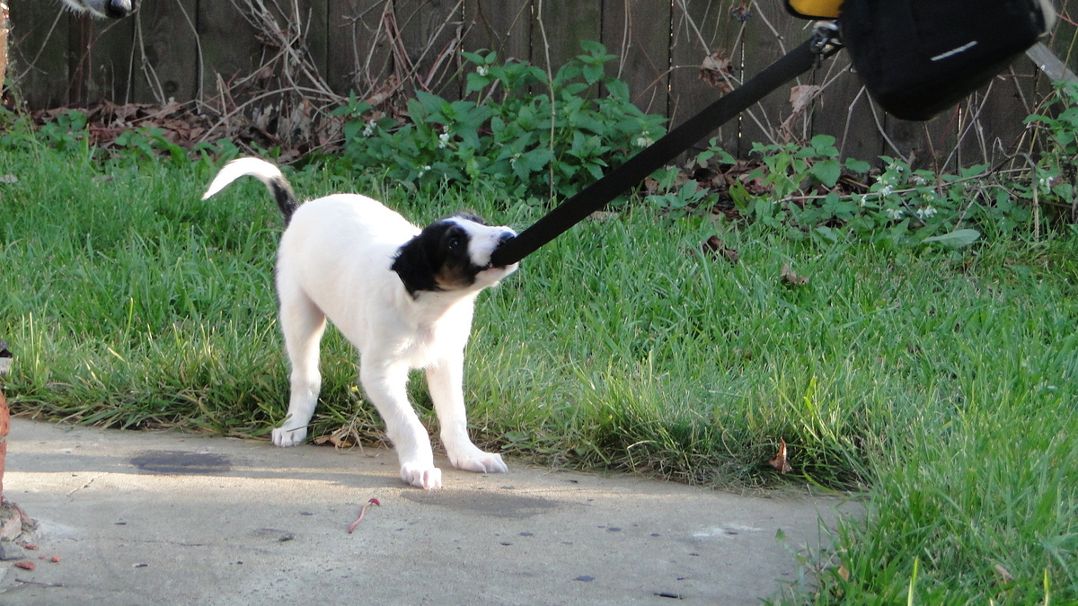 Щенок русской псовой борзой