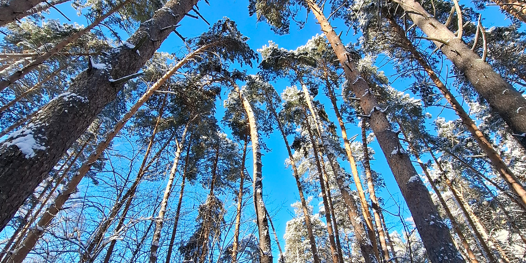 А вы знали, что в Кисловодске живут парклики? Необычный народ