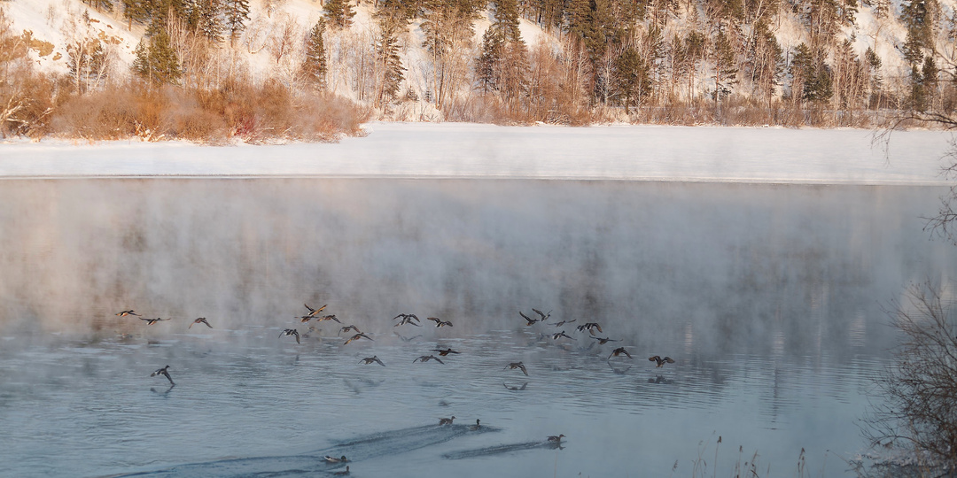 Заблудившиеся кряквы?