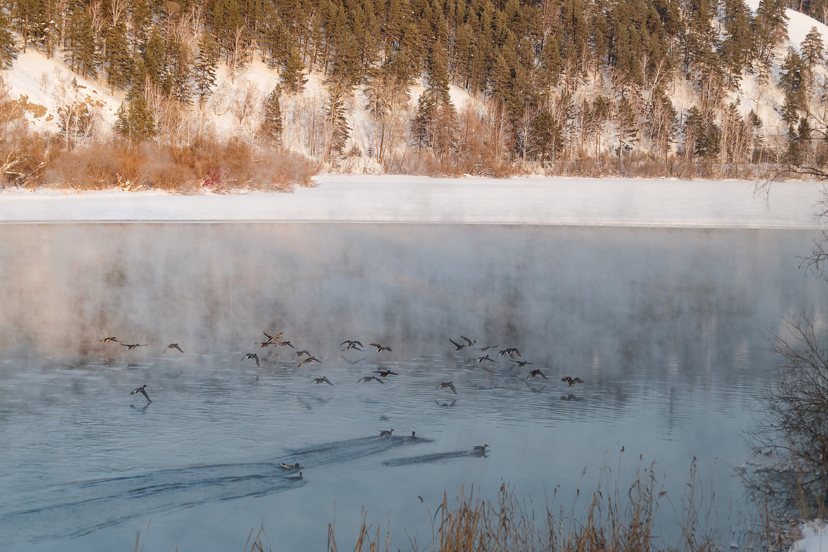 Зимние кряквы.