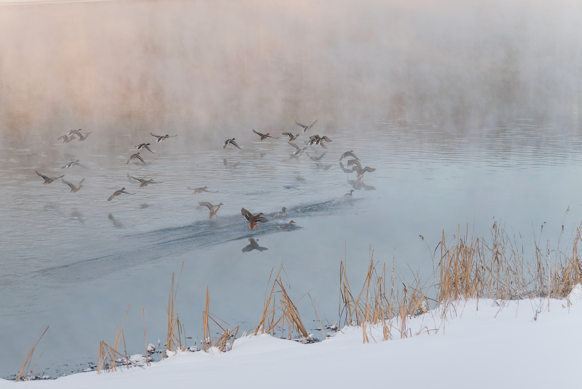 Зимние кряквы.