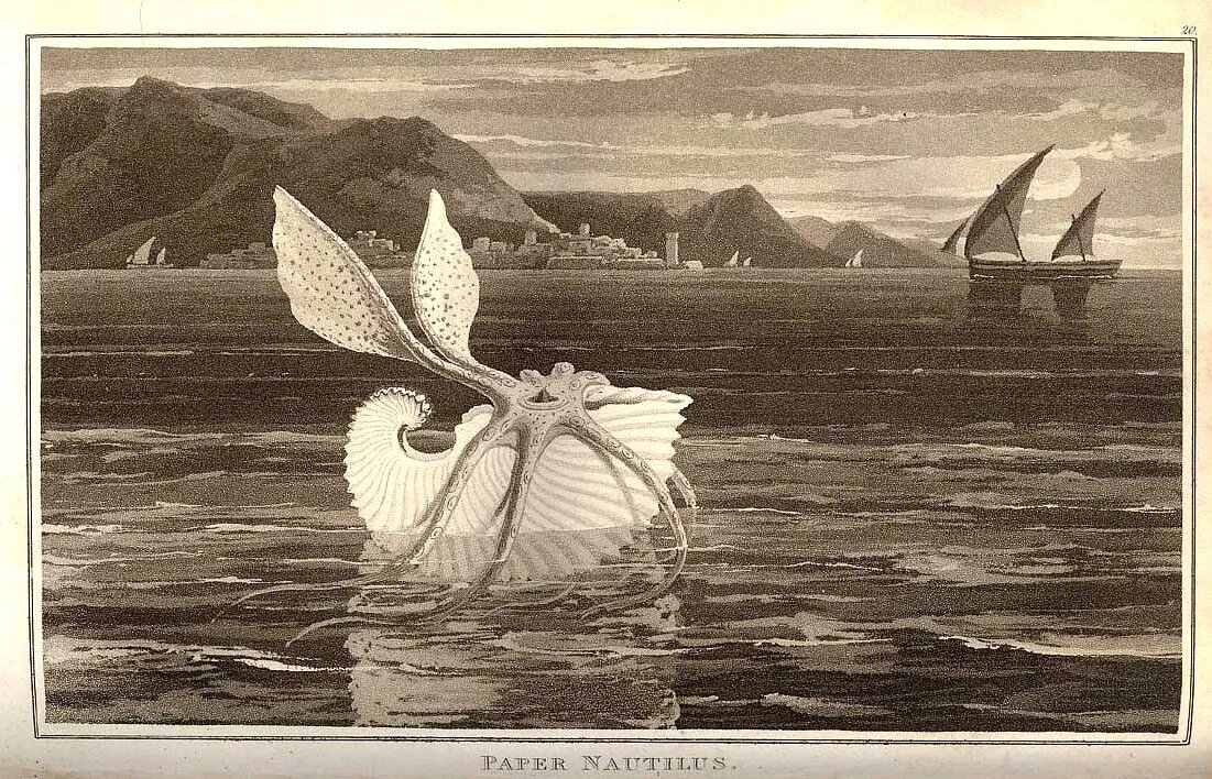 Аргонавтов назвали так из-за ложного утверждения. Раньше считалось, что они плавают на большие расстояния, используя свою раковину в качестве лодки. 