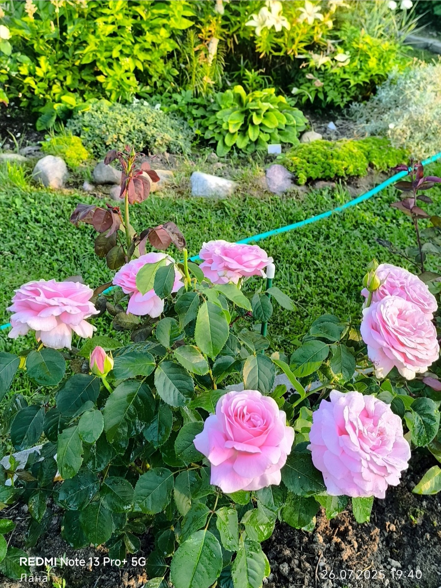 Фредерик Мистраль. Ч/г роза.