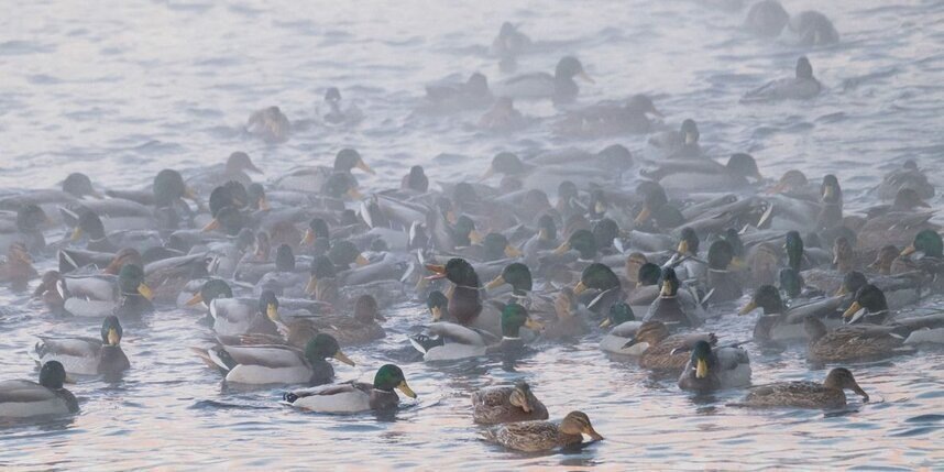    Алёна Бобрович