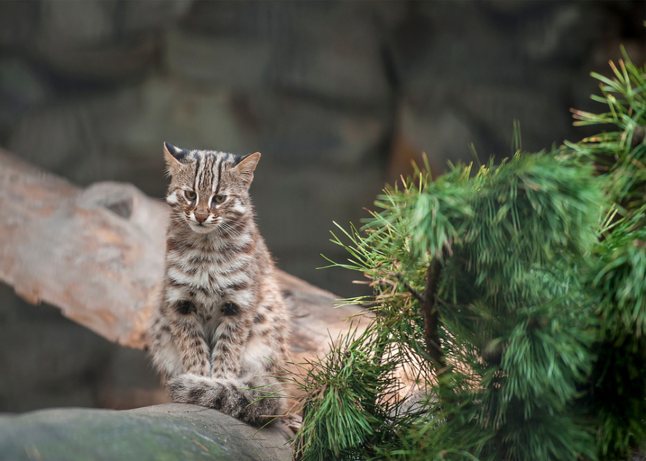    Shutterstock/FOTODOM