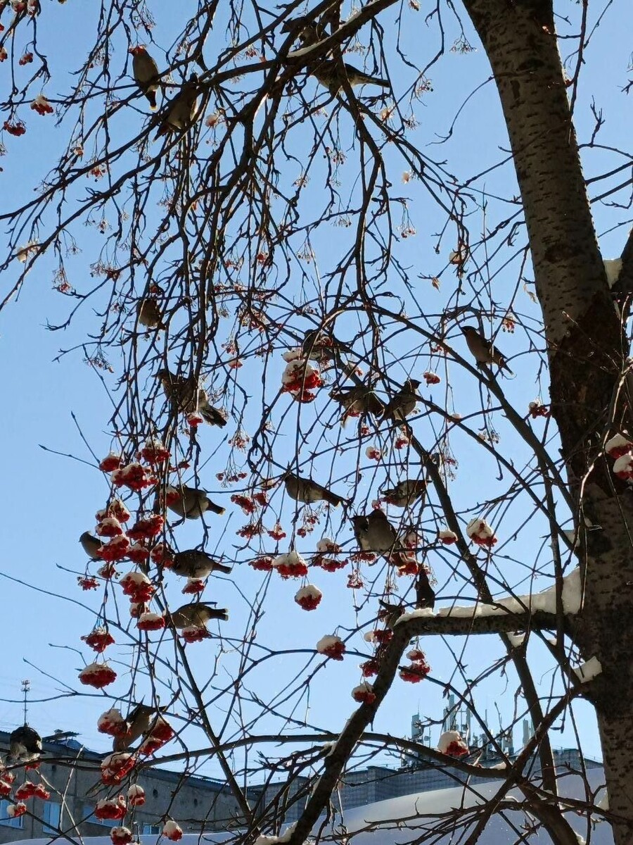    Свиристели в Барнауле. Источник: "Толк"