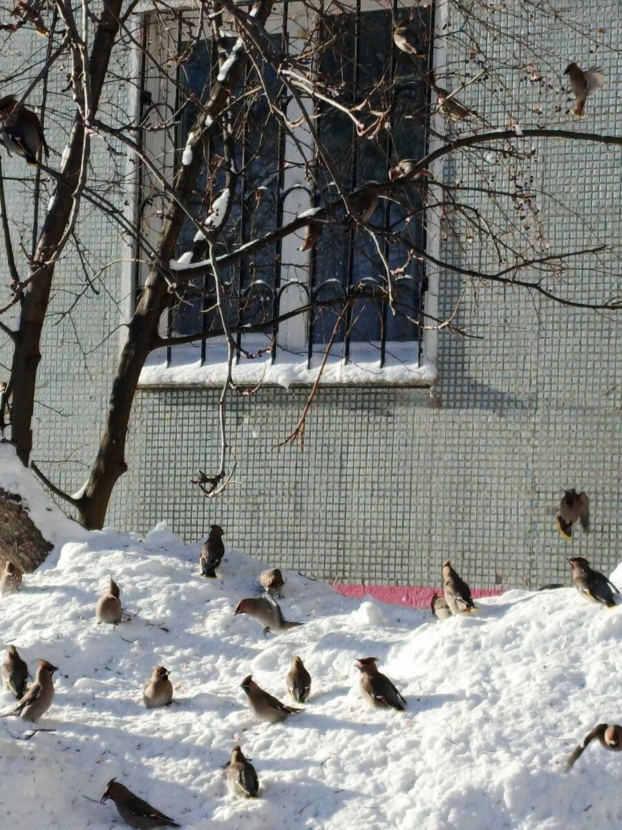    Свиристели в Барнауле. Источник: "Толк"