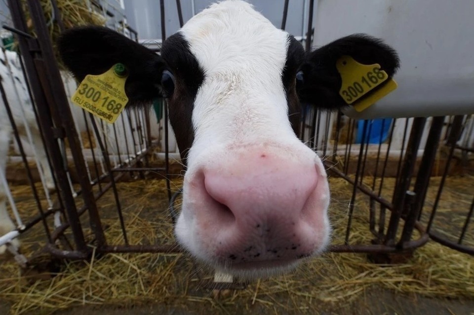   Михаил ФРОЛОВ