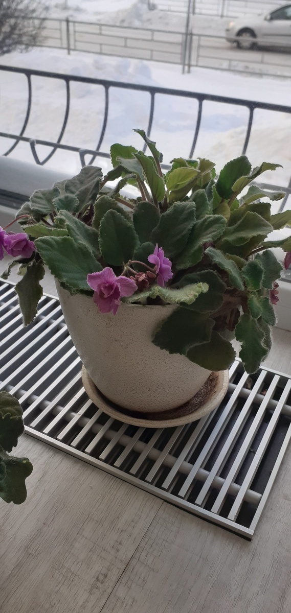 Уже сильно разрослись в горшке,пора пересаживать.