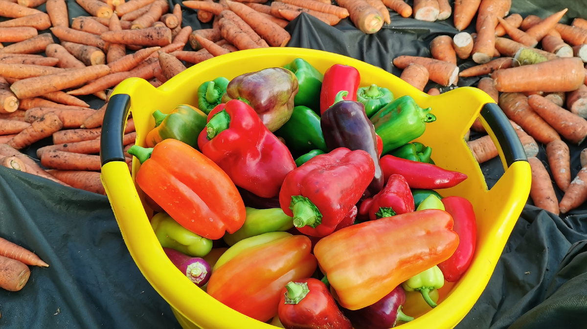 Урожай 2025 года. 