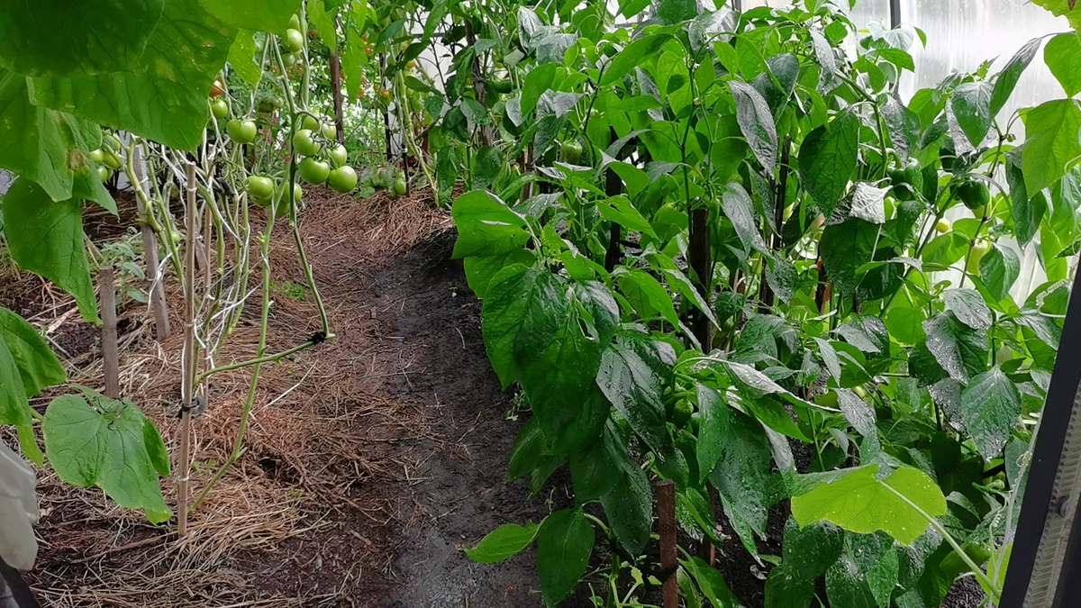 Теплица 3 на 4, в которой все растет вместе и огурцы и томаты и перцы. 