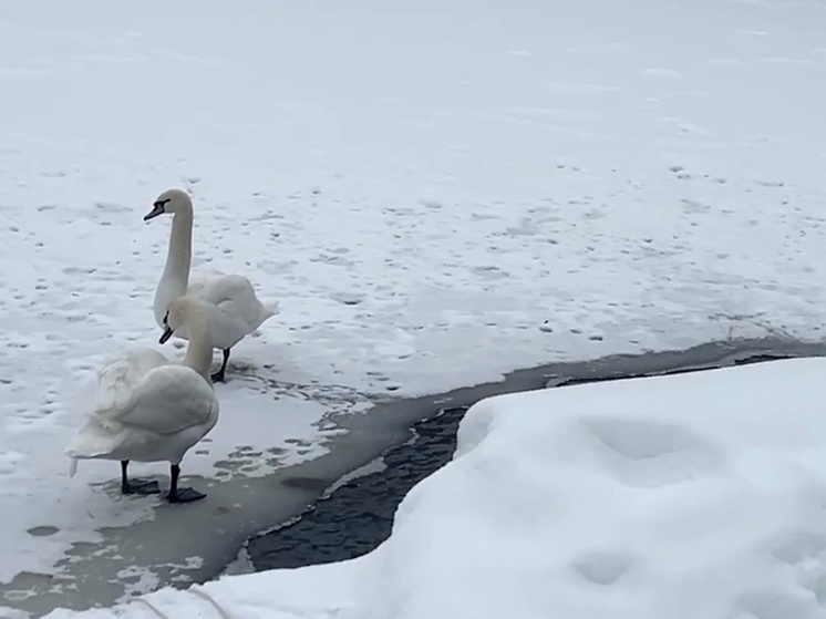     Скриншот с видео Администрации Родниковского района