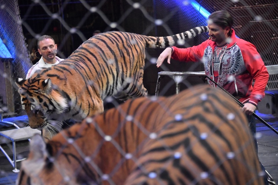    Артисты династии передали цирку сценические костюмы, памятные значки, фотографии, афиши, брошюры и другие личные предметы Владимир ВЕЛЕНГУРИН