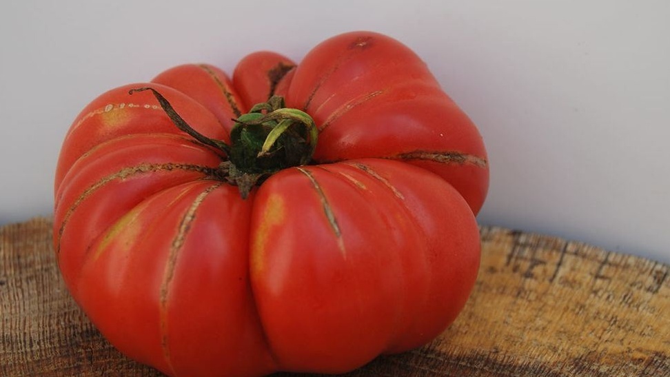 Плоды Медвежьей лапы - стабильно крупные и мясистые