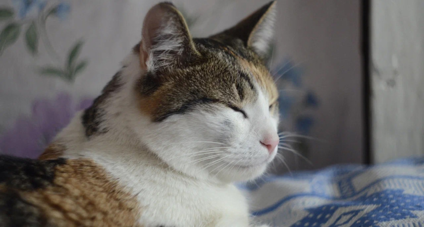    Фото из архива "ПроГорода"