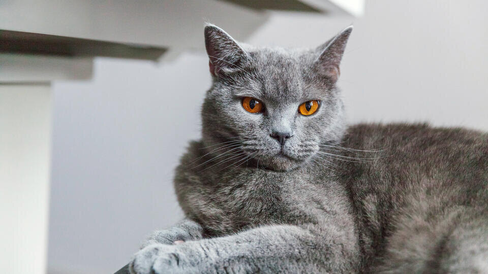 Фото: © www.globallookpress.com/IMAGO/Zoonar.com/Iuliia Zavalish 