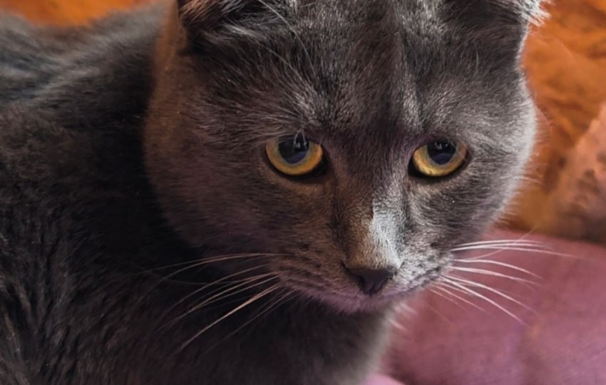 Русская голубая кошечка ищет дом!