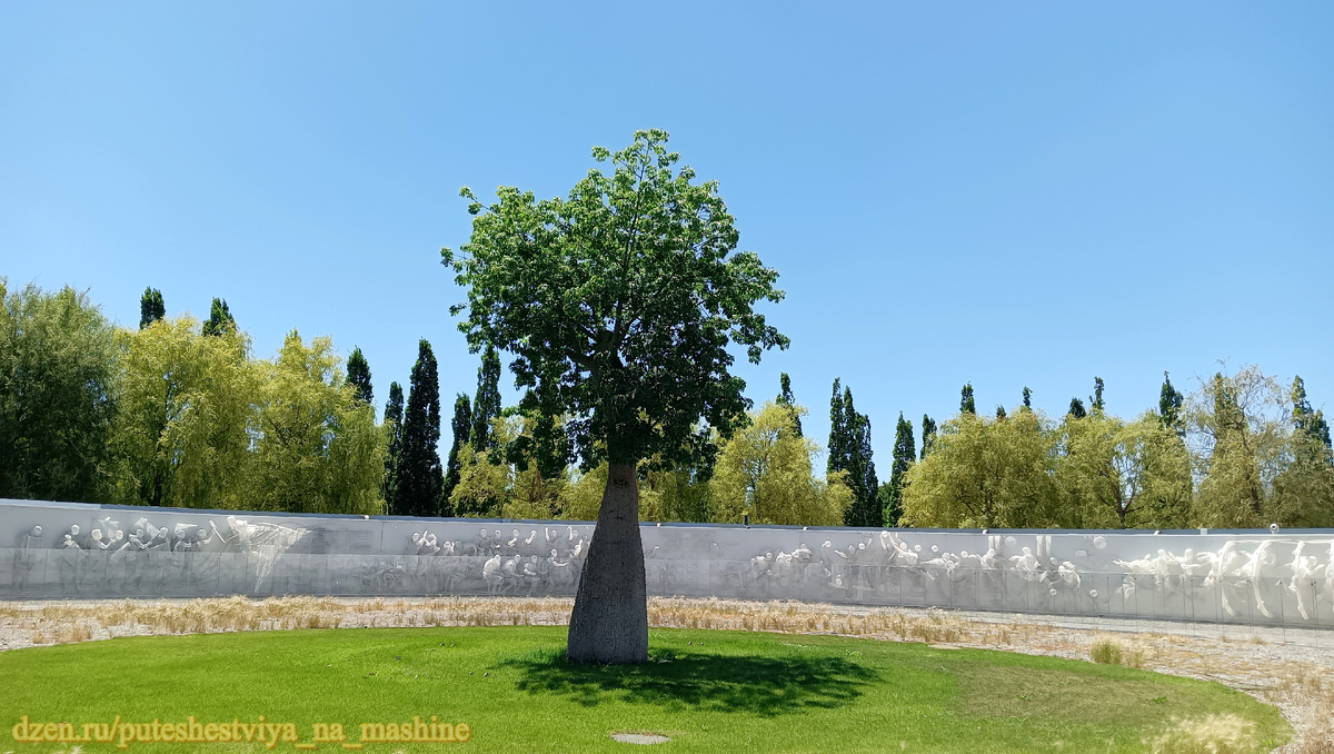 Хоризия, очень похожее на баобаб, в центре инсталляции, имеющий глубокий философский смысл. Краснодар