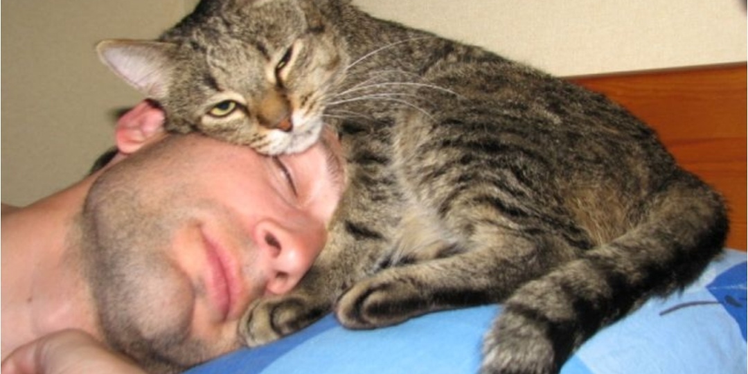 Ваш кот — ваш хозяин? 8 признаков того, что вы на самом деле его питомец