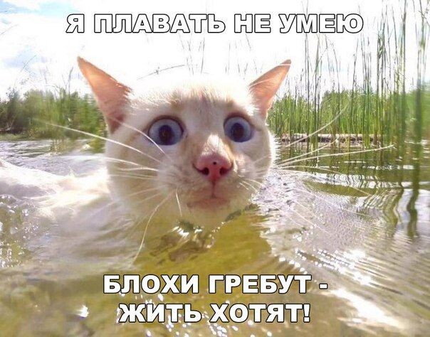 Позитивчик от котиков, забавные мемы