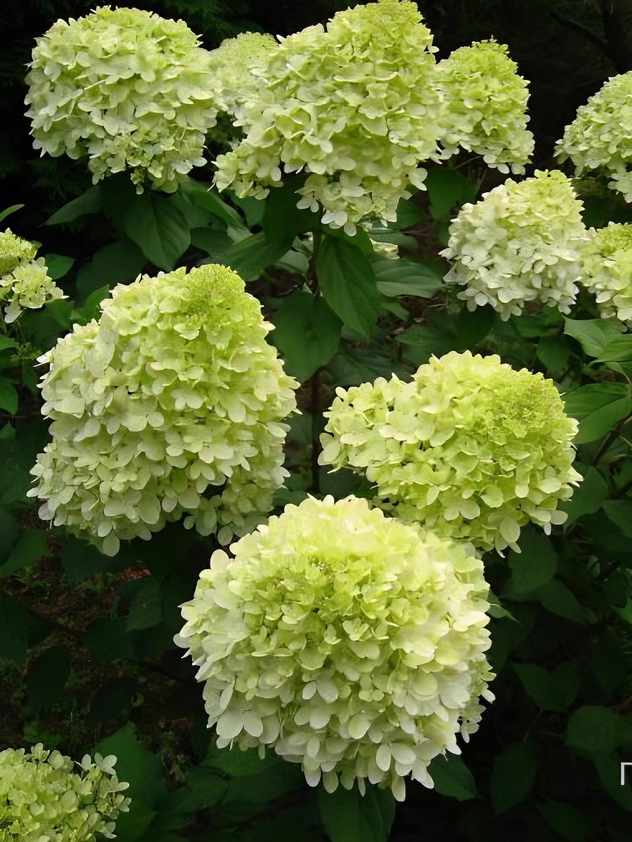 Метельчатая гортензия Би Хеппи