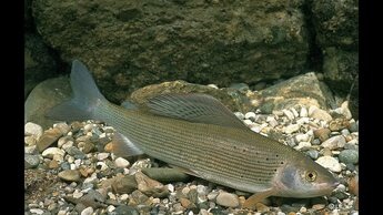 Хариуса можно ловить на спиннинг, нахлыст или поплавочную удочку. Выбор снасти зависит от условий ловли и предпочтений рыбы. dzen.ruura.newskemerovo.tsargrad.tv