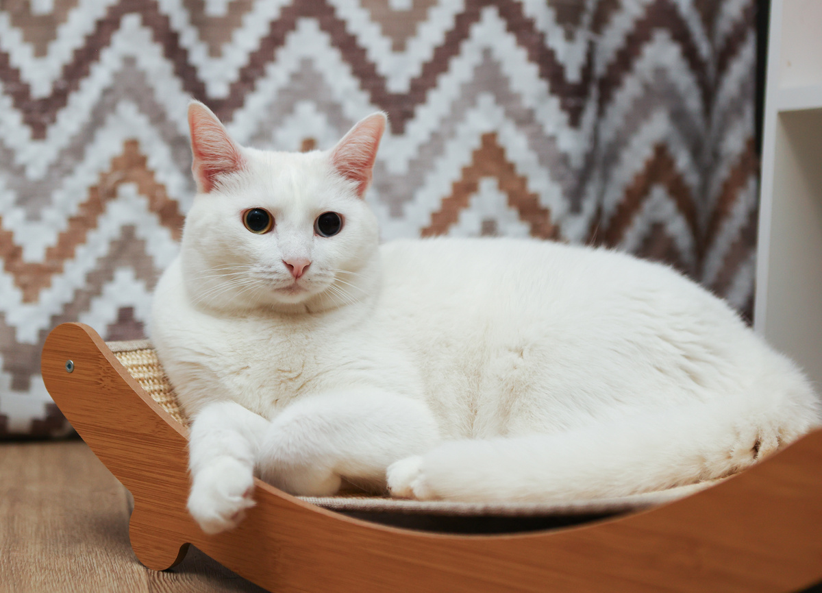 Я белый и пушистый, да