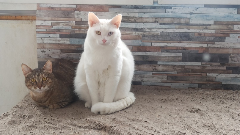 Наверное, это подвиг — взять из «приюта» сразу кота и кошку