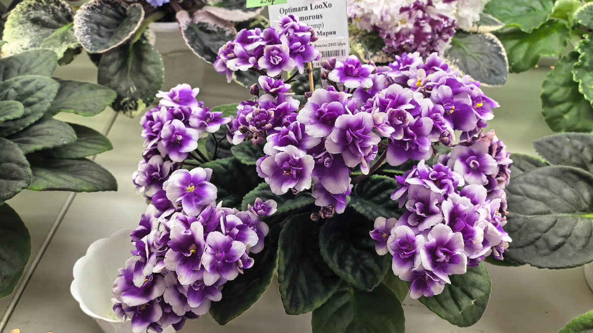 Фиалка Optimara LooХo Glamorous. Фото автора