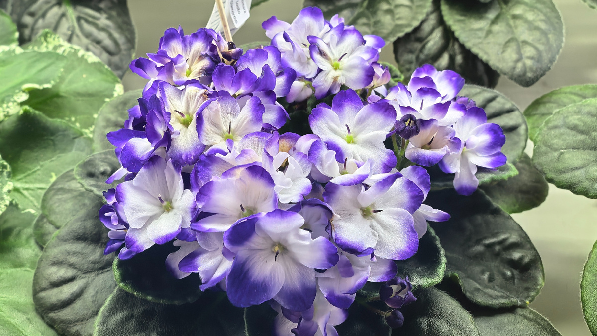 Optimara LooXo Gorgeous. Фото автора