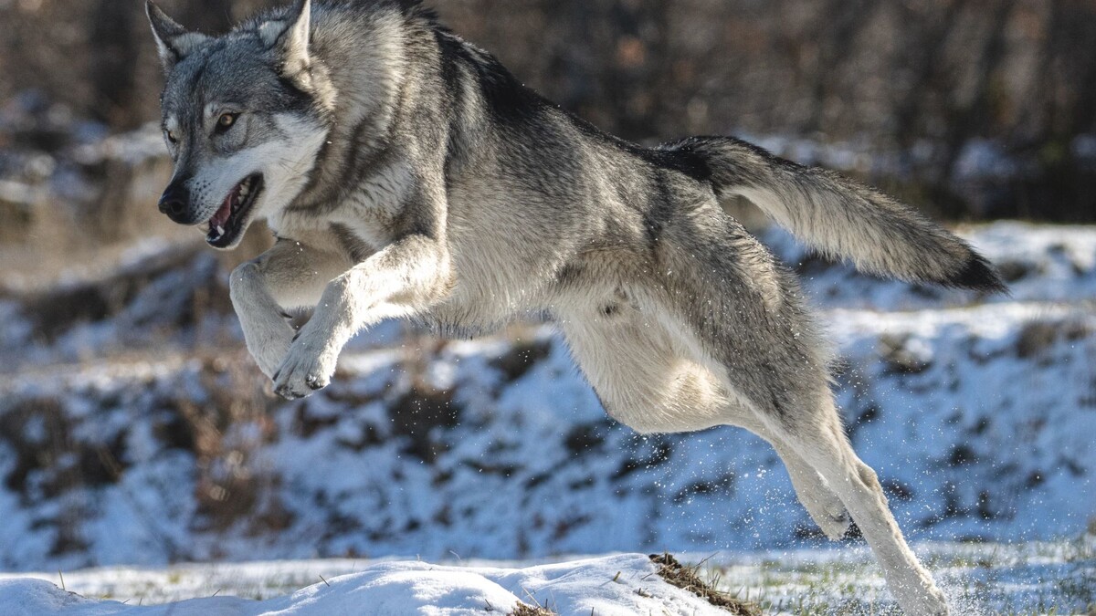    Фото: Sergijimenez/Shutterstock/Fotodom