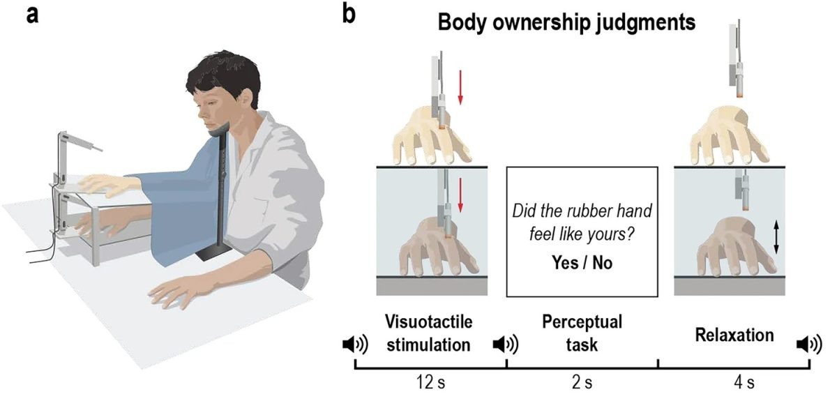    Схема эксперимента. Робот касается резиновой (слева вверху) и настоящей руки, испытуемый должен ответить, чувствует ли он разницу / © Mariano D’Angelo et al.