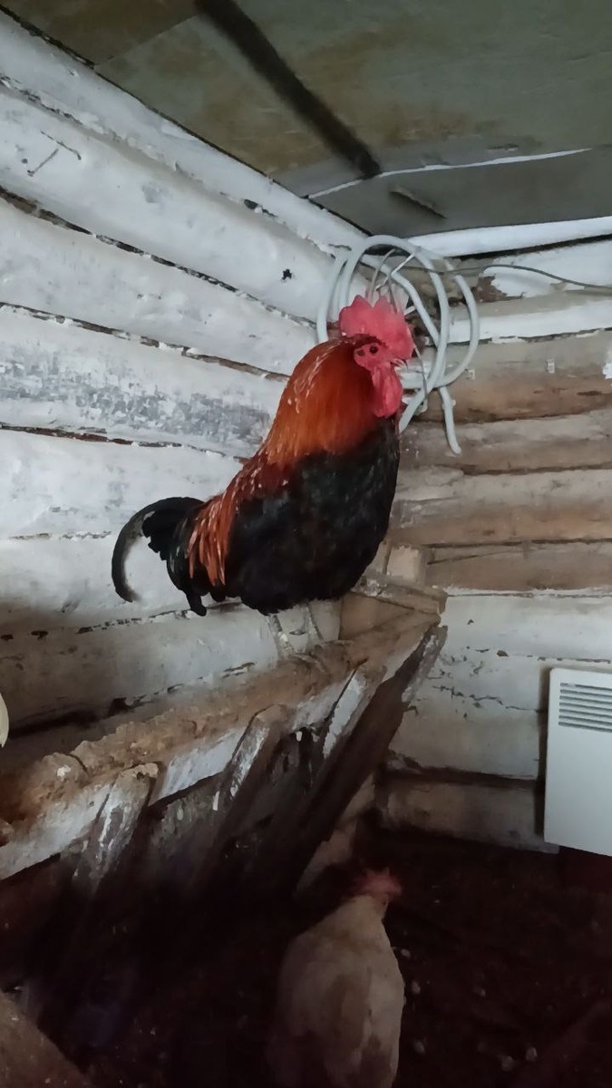 Петушок Петучинни следит, чтобы с курочками все было хорошо!