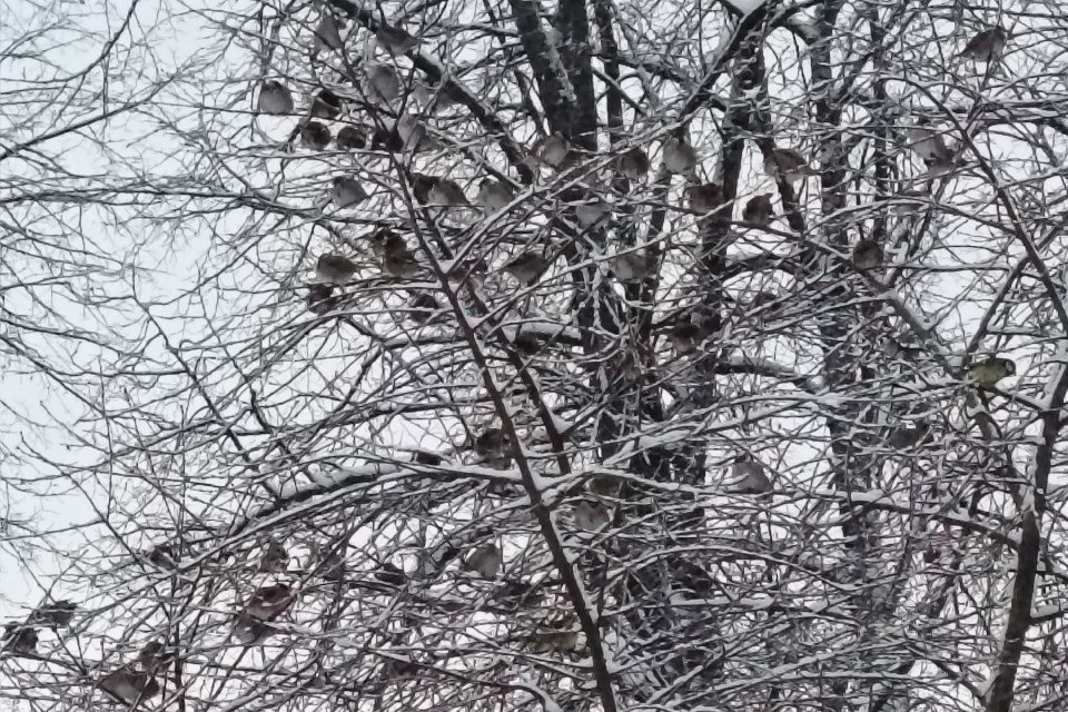    Стайка сытых пичуг улетать далеко не собирается. Фото: Реабилитационный центр диких животных «Ромашка»