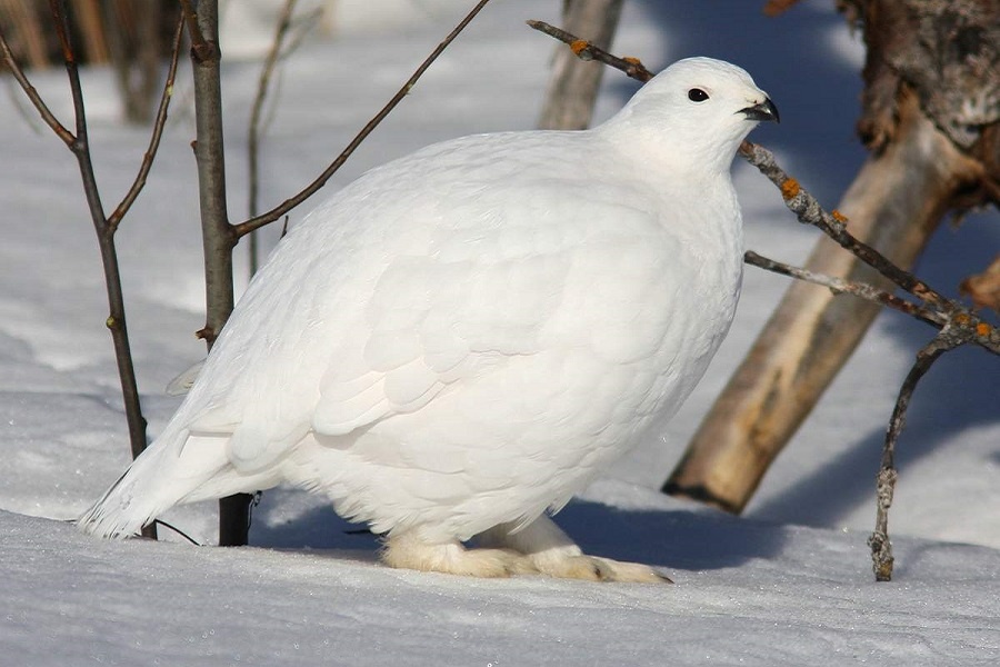 Белая куропатка в очень пушистой зимнем оперении. Фотография из интернета