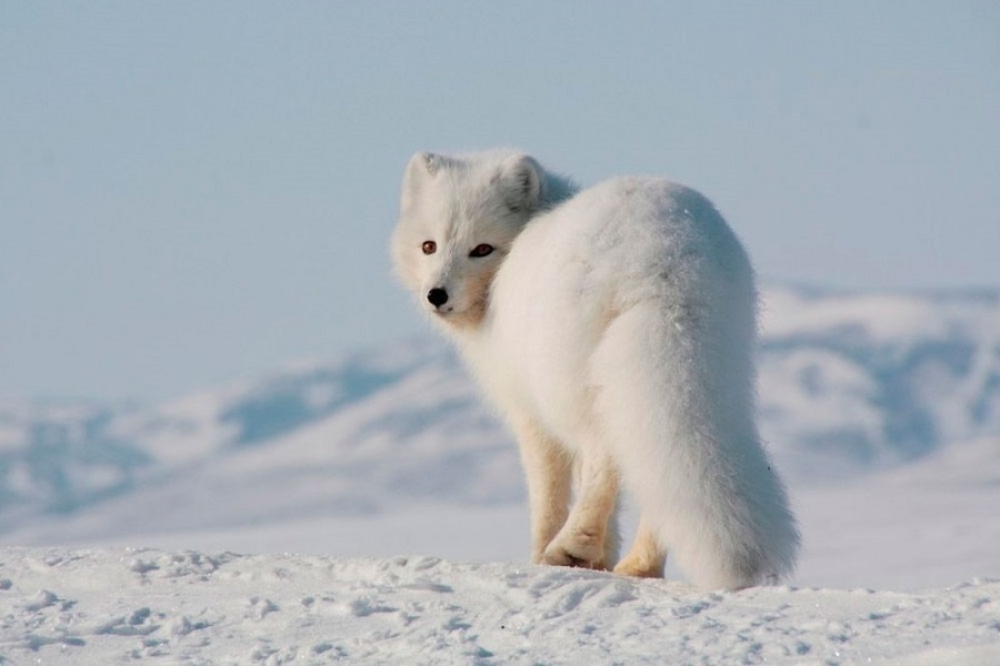 Шарообразный песец. Фотография из интернета
