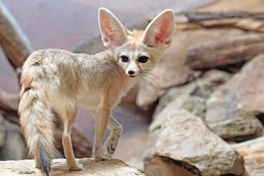 Его стройный пустынный родственник - фенек. Фотография из интернета