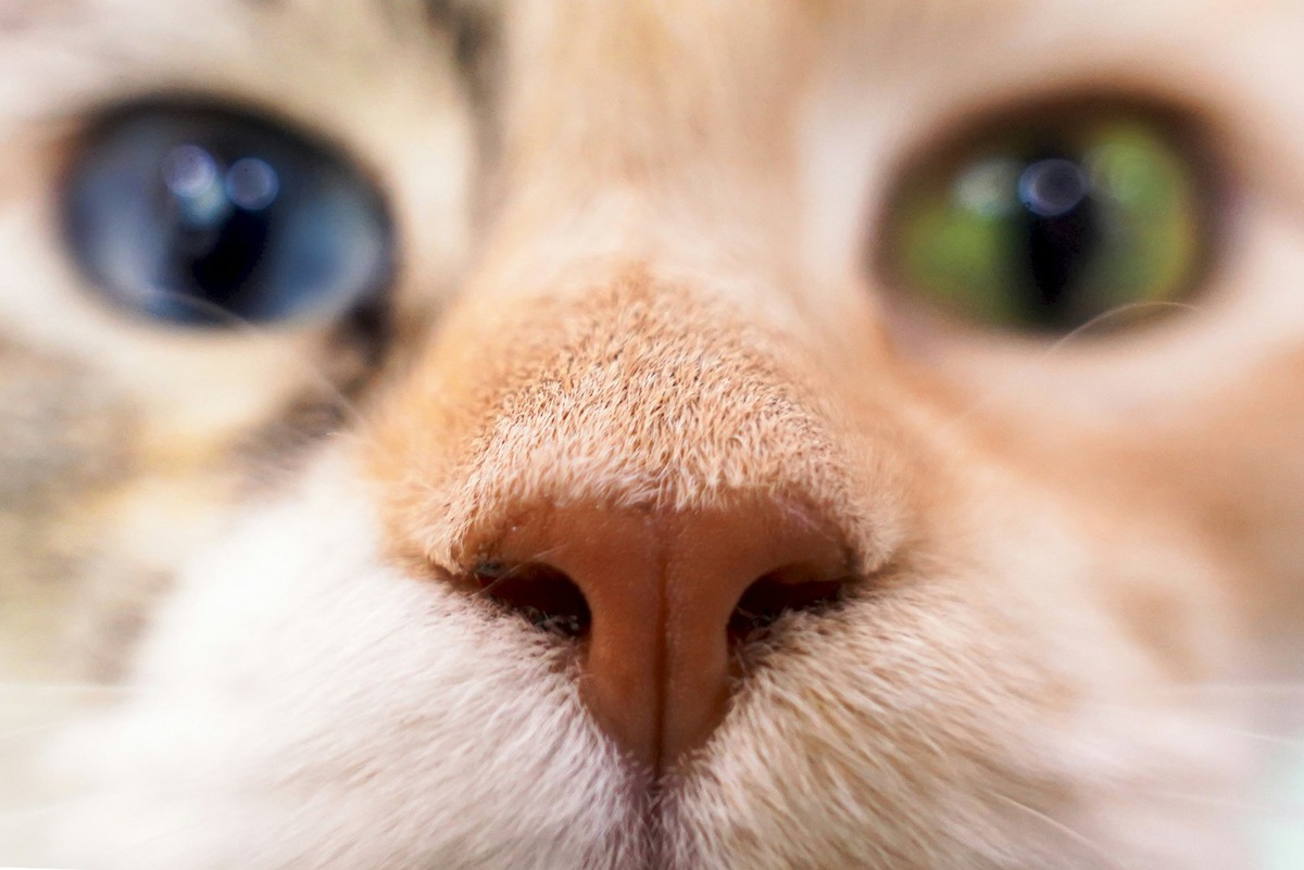    Считается, что у здоровой кошки — мокрый и холодный нос