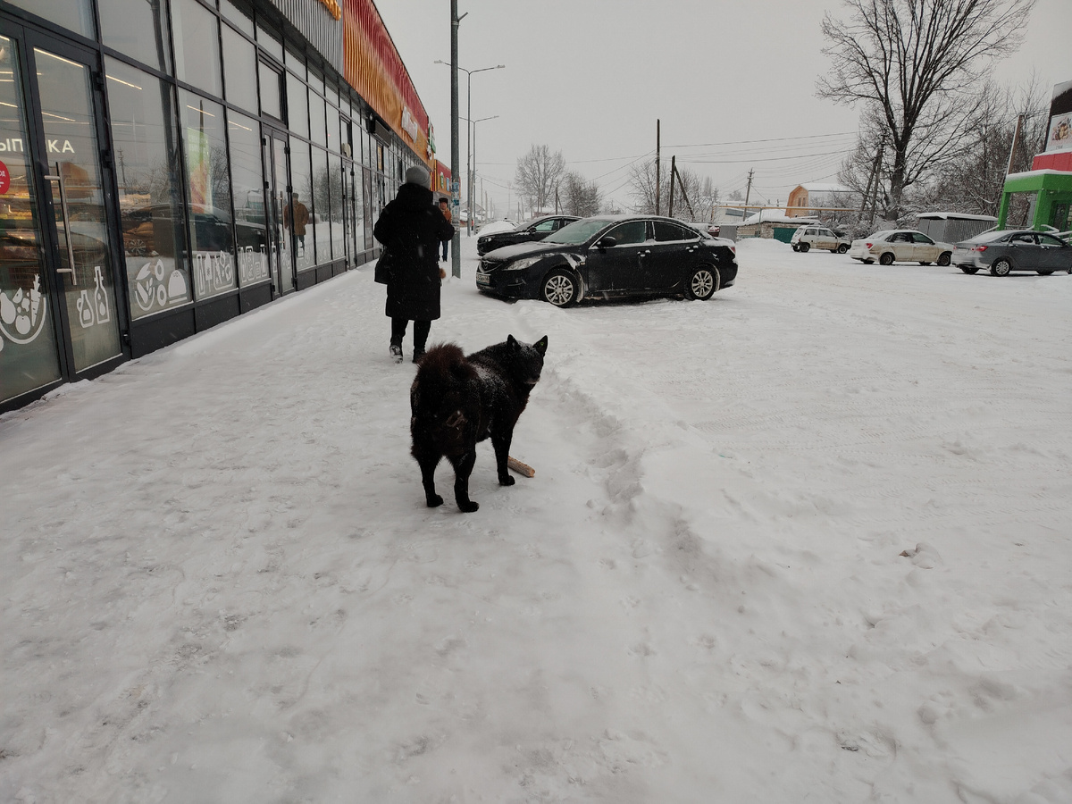 Крупная бездомная собачка с клипсой в ушах. 