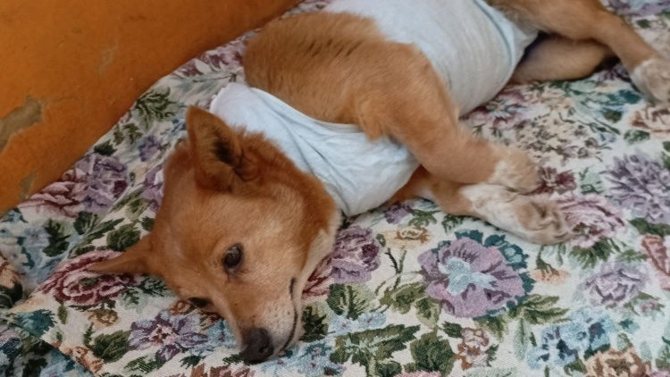 Буран и Арда, их стерилизация