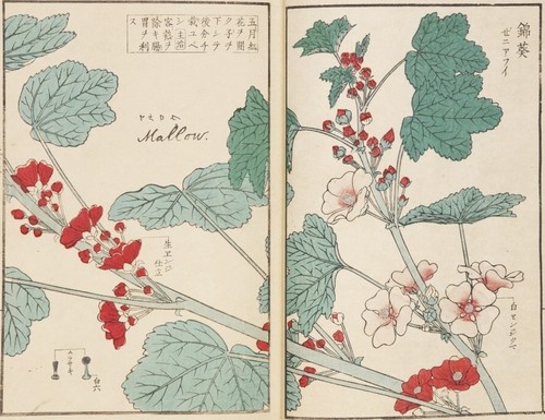 Кавахара Кейга Обычная мальва