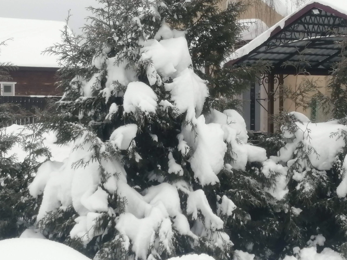 Фото автора.