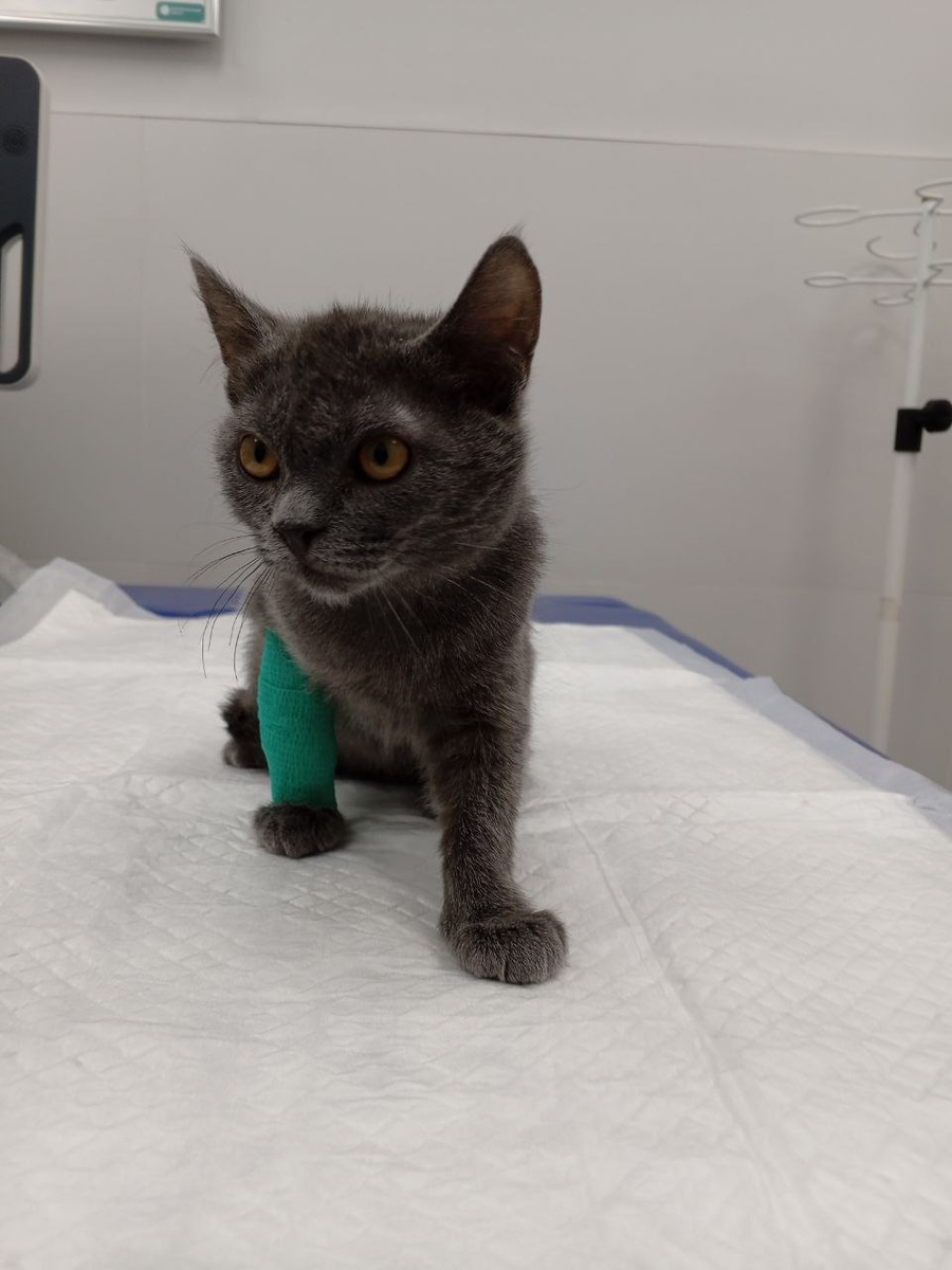 Лимурчик 💔